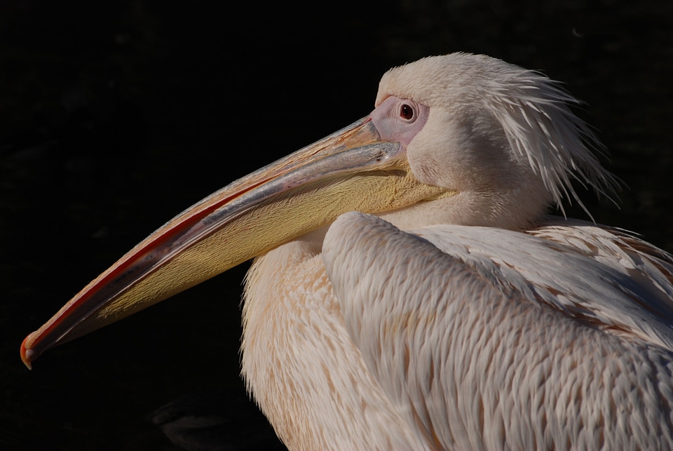 Rosy pelican water bird bird