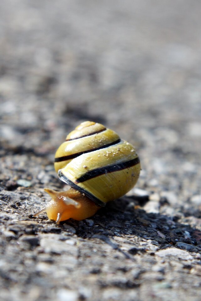 Close up small snail
