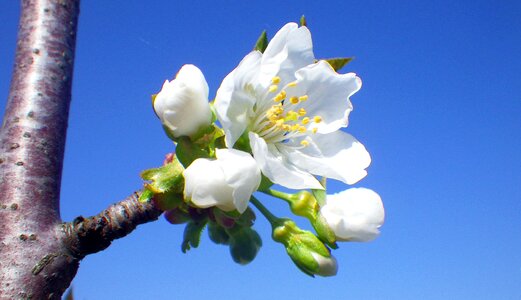Wood season branch