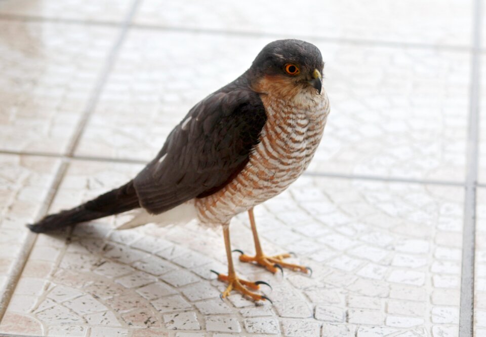 Fauna sparrowhawk raptor