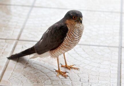 Fauna sparrowhawk raptor