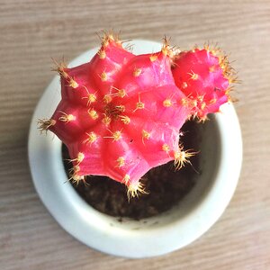 Pink plant bloom