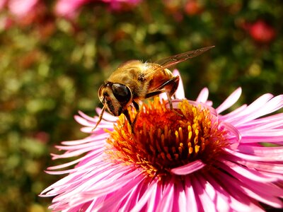 Plant apiformes animals