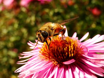 Plant apiformes animals photo