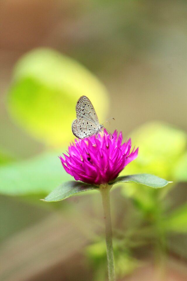 Outdoors flower summer
