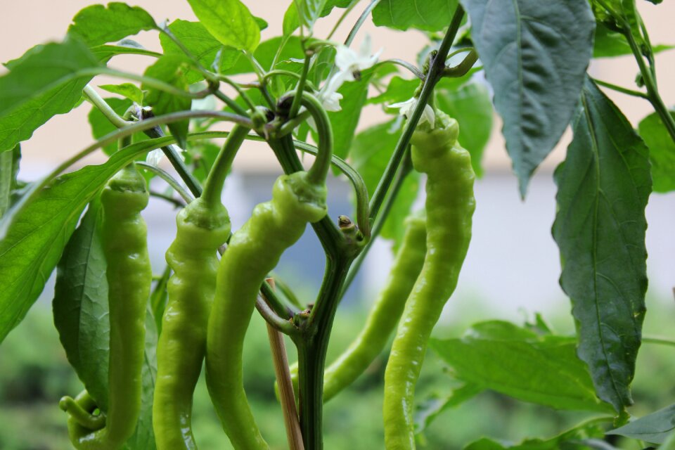 Growth vegetables pepper