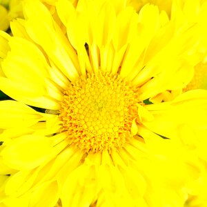 Flower's petal light