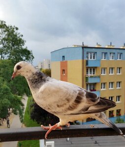 Dove nature animals