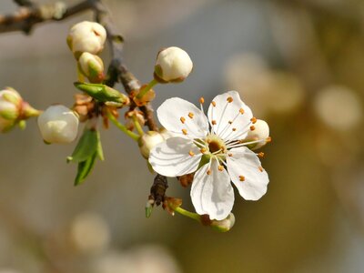 White fruit tree blossoming nature photo