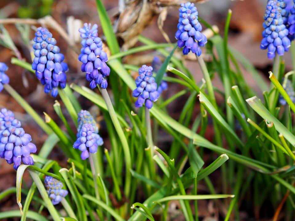 Season flower spring
