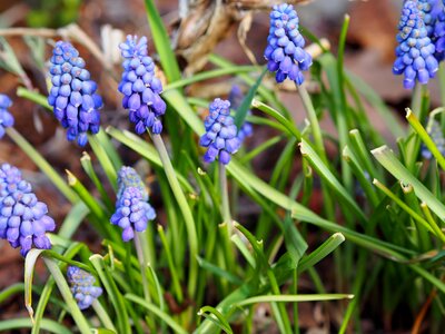 Season flower spring