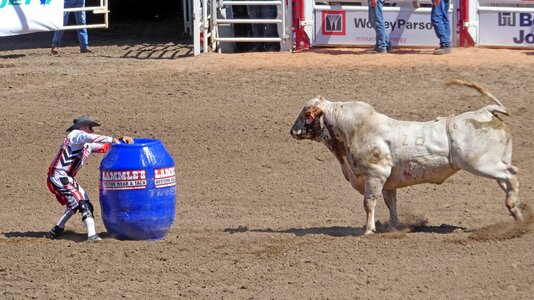 Ruminant calgary stampede canada photo