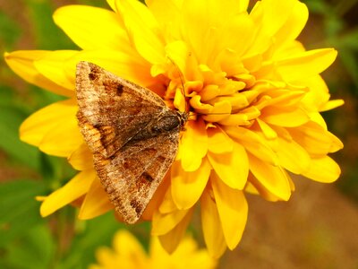 Butterfly day summer animals
