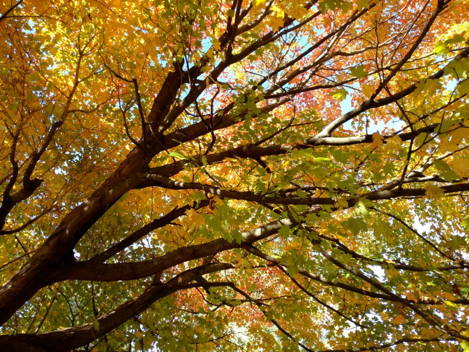 Season wood maple