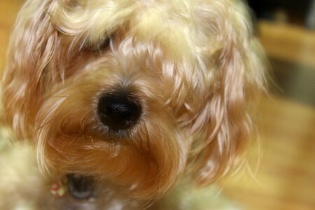 Pet animalia nice