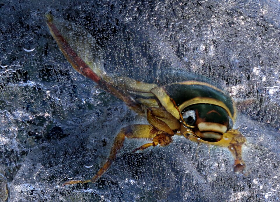 Swimming beetles ice frozen