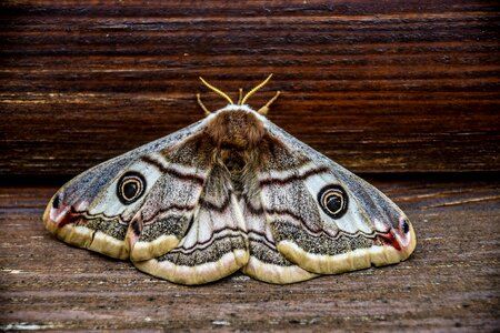 Color wing model
