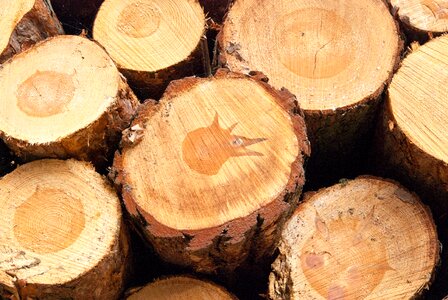 Firewood cross section polter