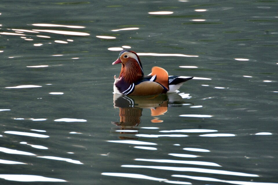 Pond waters mandarin