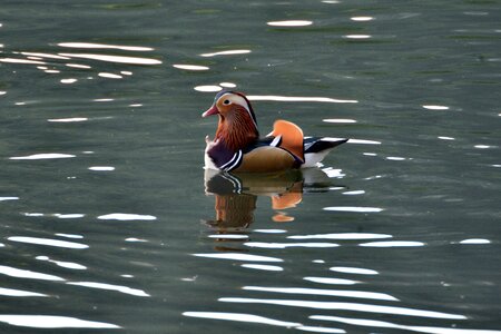Pond waters mandarin