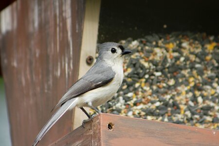 Wildlife animal titmouse
