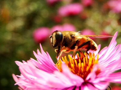 Flower pollen animals