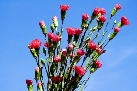 Flower nature plant