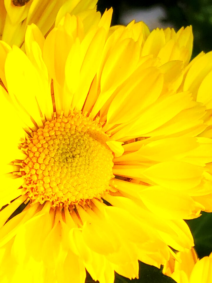 Flower's petal light