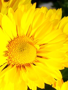 Flower's petal light