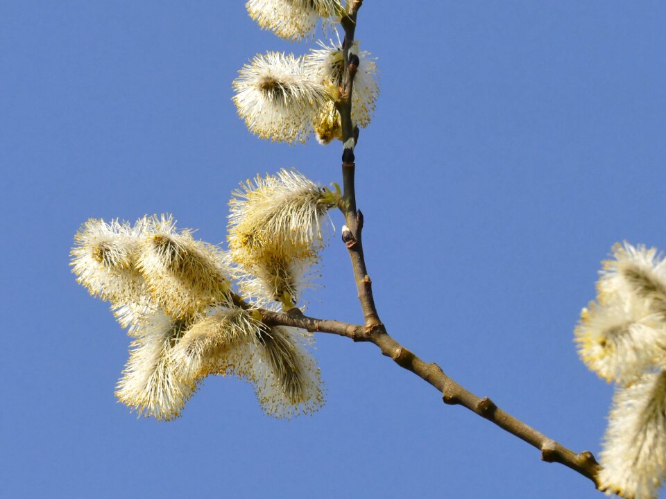 Pasture tree close up