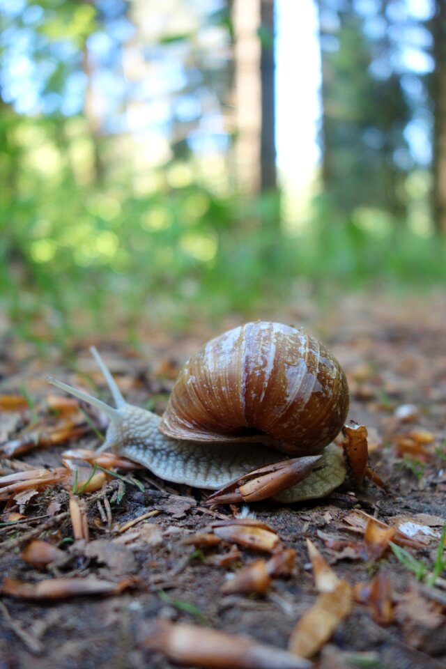 Slimy bauchfuesser spring