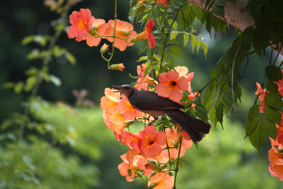 Leaf garden a trumpet creeper