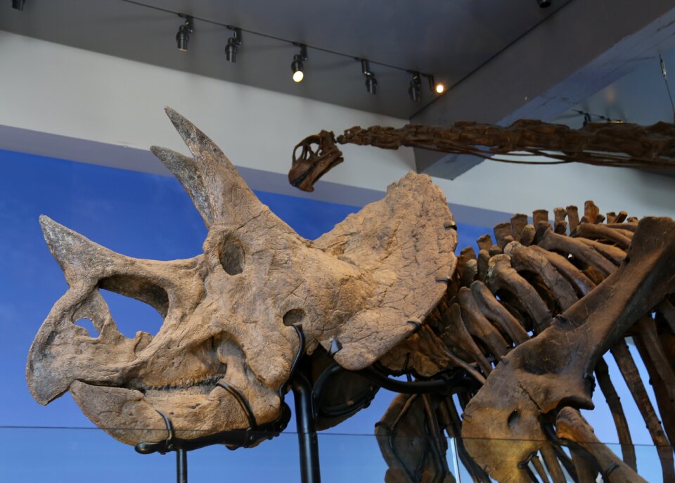 Exhibit exhibition paleontology