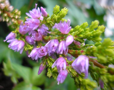 Flowers flowering heide