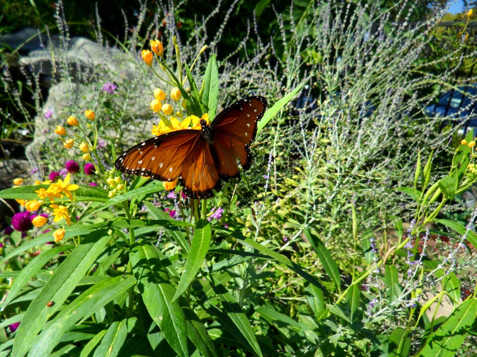 Summer garden butterfly