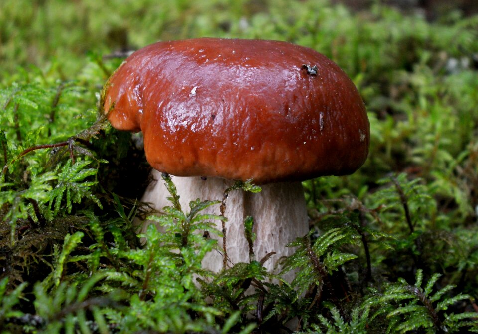 Autumn boletus nature