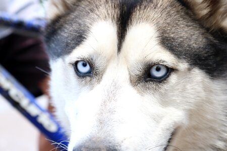 Nice portrait siberian