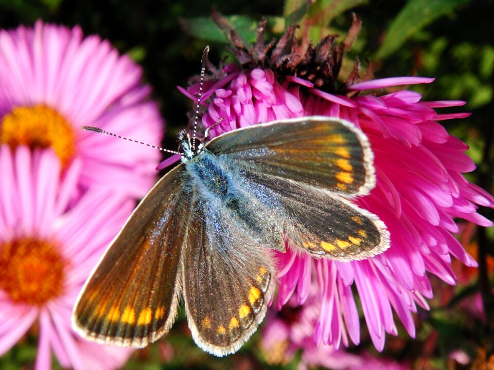 Insect plant animals