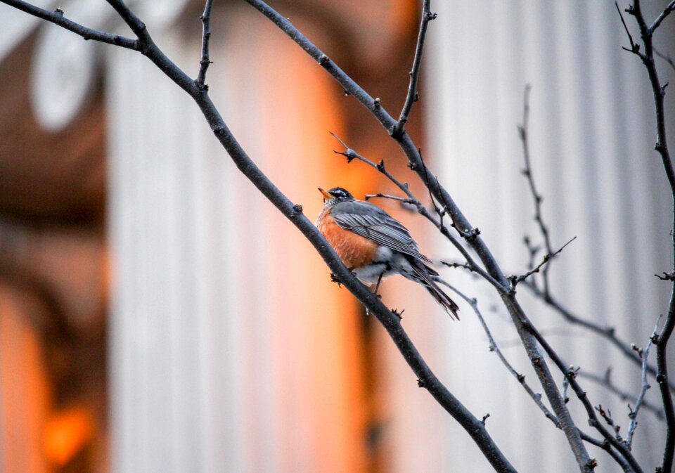 Robin tree wildlife