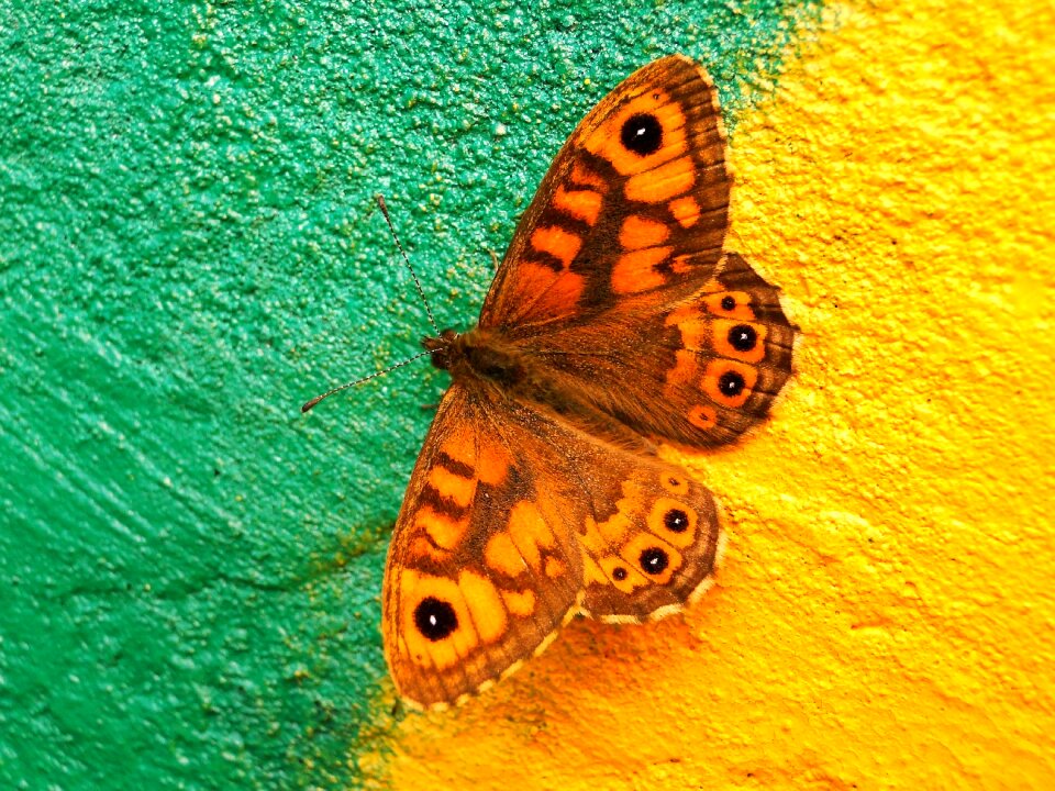 Animals butterflies the sump megera