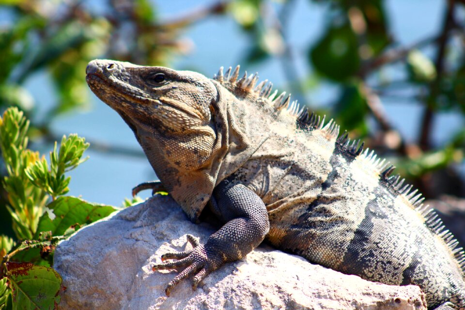 Nature wildlife iguana