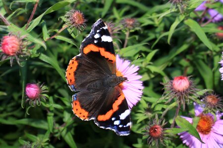 Summer garden animals