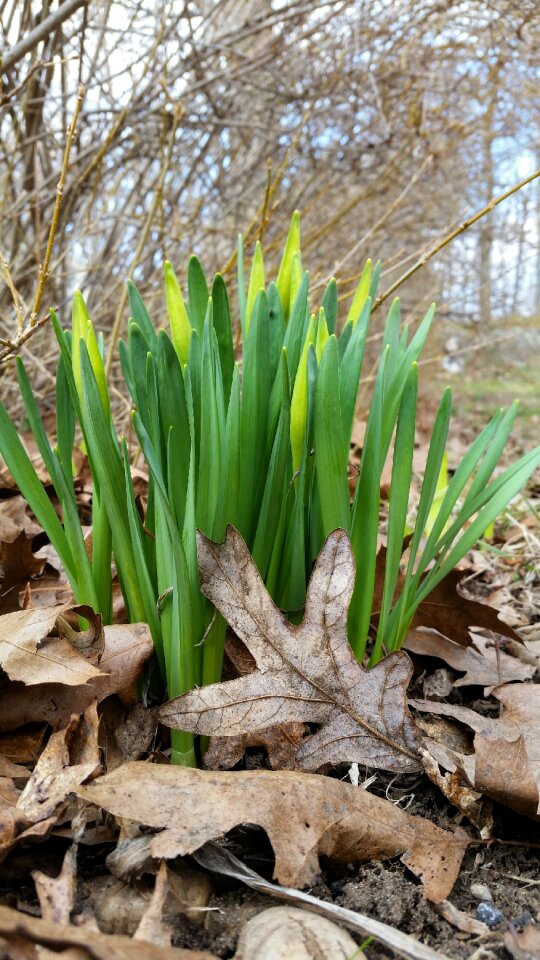 Outdoors growth spring
