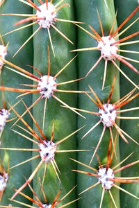 Juice plant move barbed