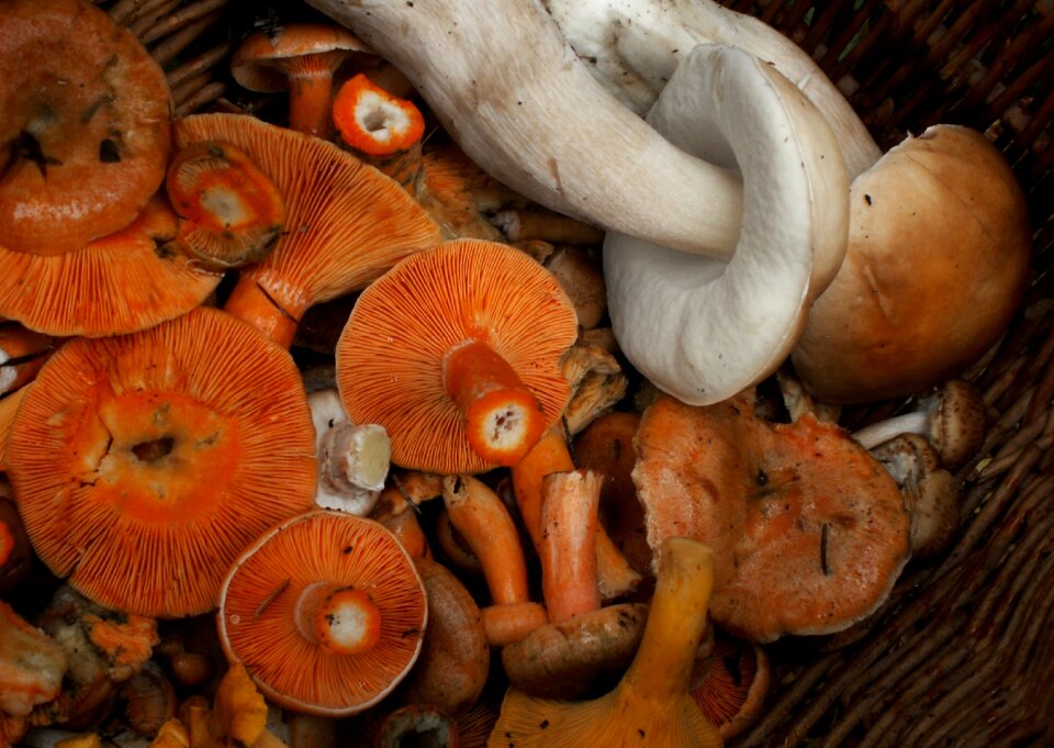 Mushroom eating autumn