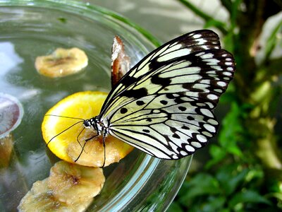 Insect wing animal