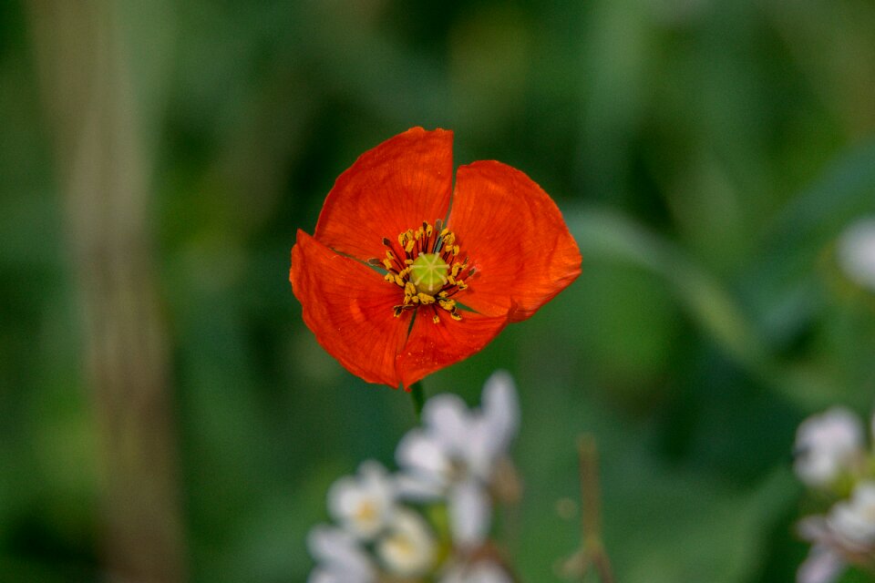 Open air leaf poppy