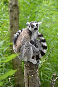 Estate hoenderdaell zoo