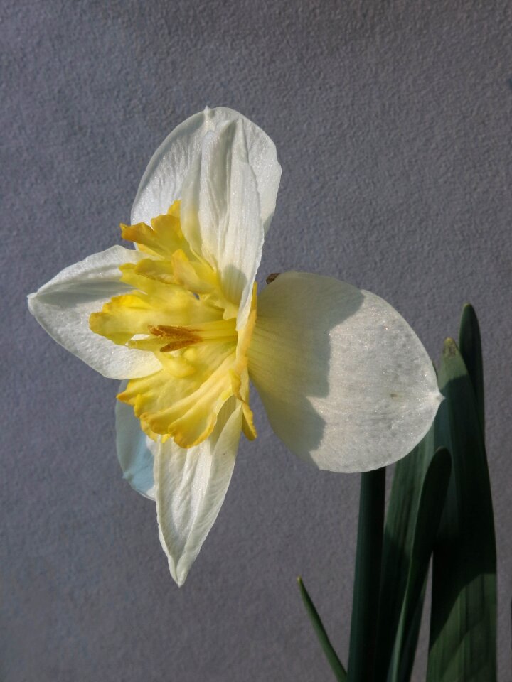 Nature plant petal