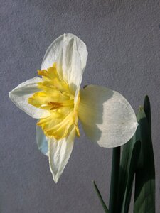 Nature plant petal photo